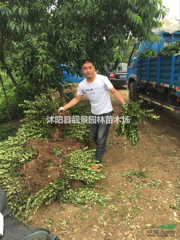 胶东卫矛50公分高多少钱,胶东卫矛哪里便宜,胶东卫矛哪里有货