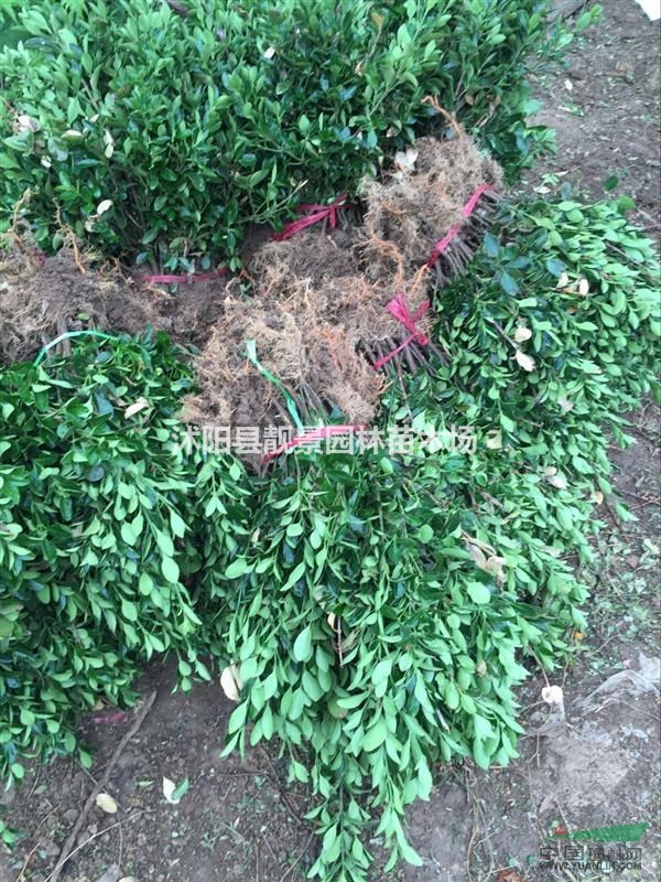 胶东卫矛50公分高多少钱,胶东卫矛哪里便宜,胶东卫矛哪里有货