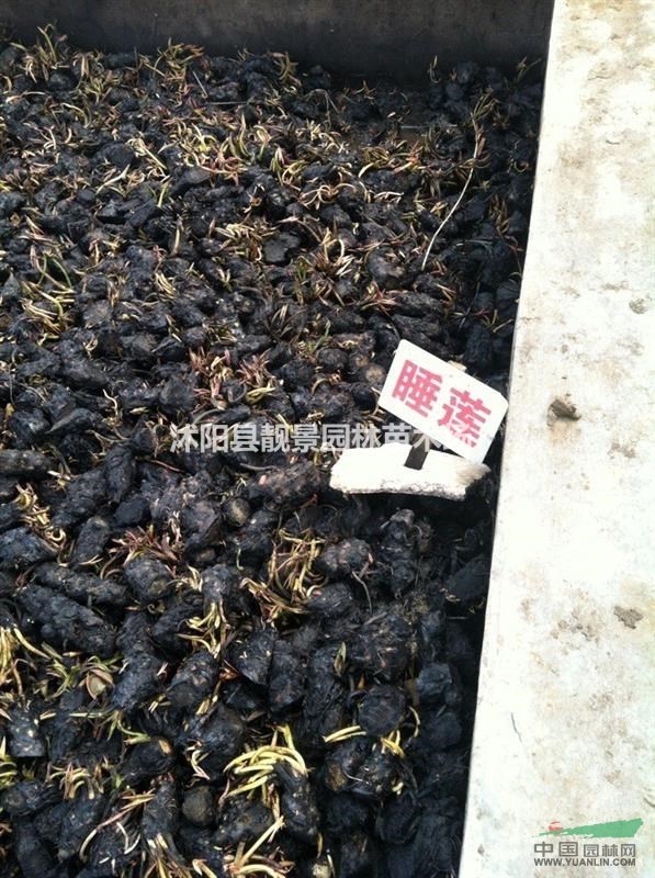 睡莲多少钱一棵,睡莲哪里便宜,睡莲哪里有卖?