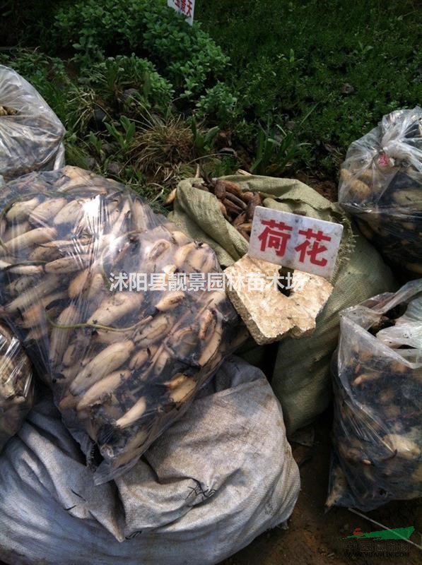 睡莲多少钱一棵,睡莲哪里便宜,睡莲哪里有卖?