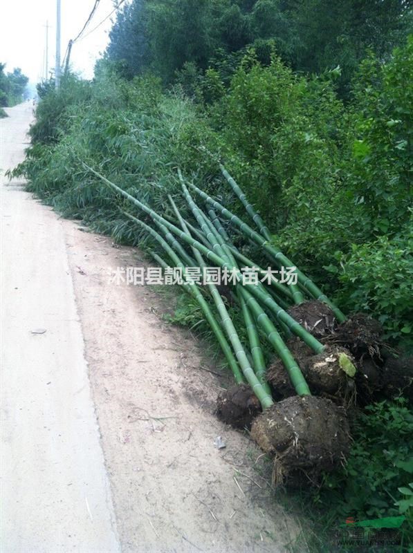 竹子2公分多少钱一棵?竹子哪里便宜,竹子基地在哪里?