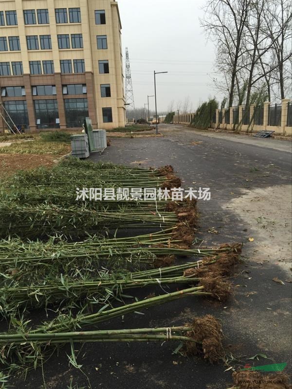 竹子2公分多少钱一棵?竹子哪里便宜,竹子基地在哪里?