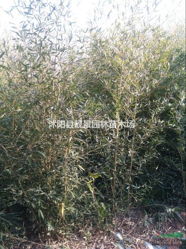 竹子2公分多少钱一棵?竹子哪里便宜,竹子基地在哪里?