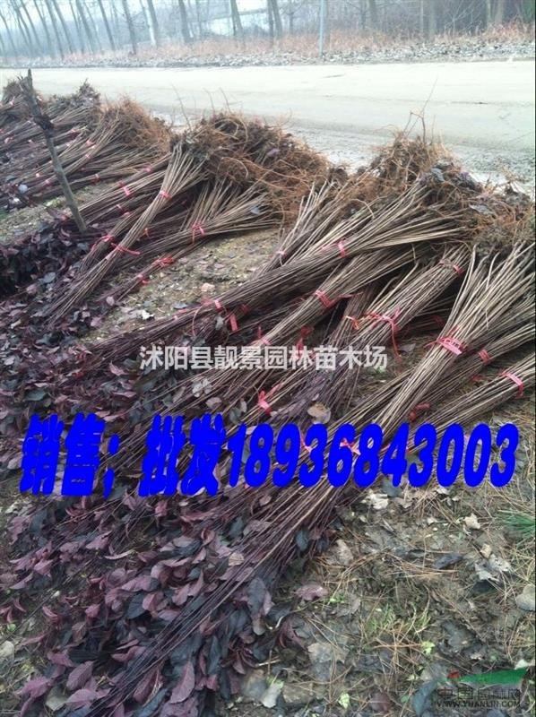 紫叶李苗多少钱一棵,紫叶李苗80公分高哪里有,紫叶李最低价格