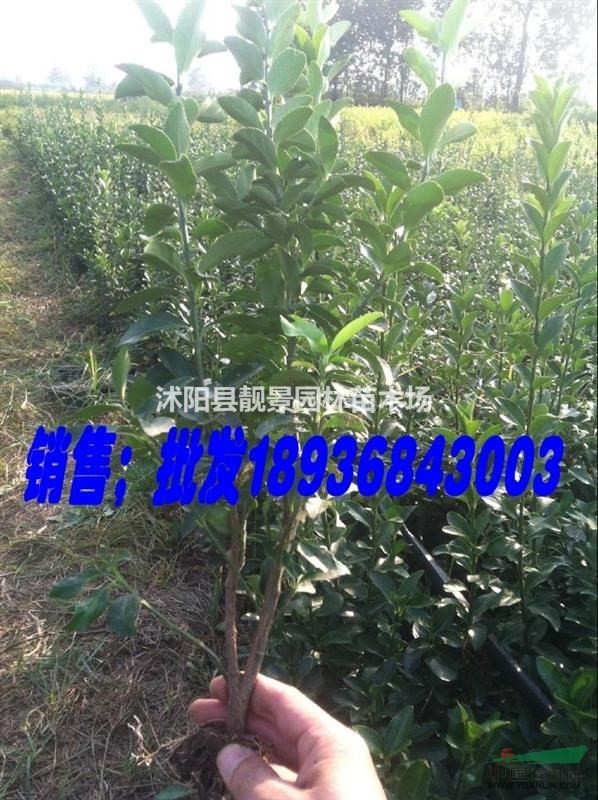 大叶黄杨50公分高多少钱,冬青哪里便宜,冬青基地在哪里?