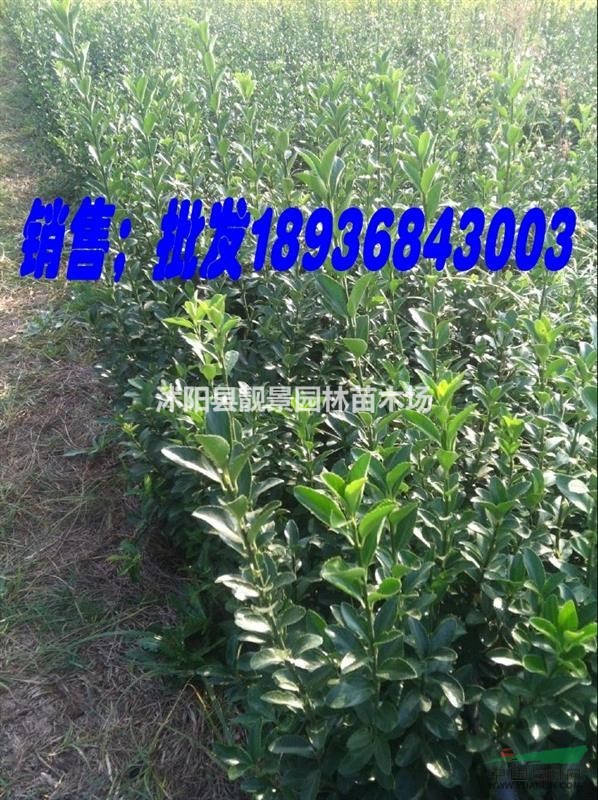 大叶黄杨50公分高多少钱,冬青哪里便宜,冬青基地在哪里?