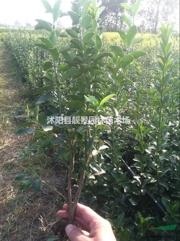 大叶黄杨50公分高多少钱,冬青哪里便宜,冬青基地在哪里?