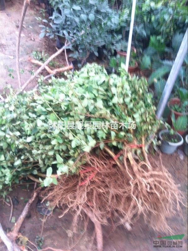 忍冬50公分高多少钱,忍冬哪里有卖,忍冬全国最低价格