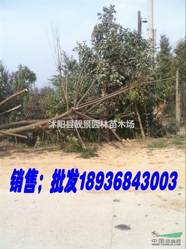 苦楝树多少钱一棵,苦楝哪里便宜,苦楝全国最低价格,