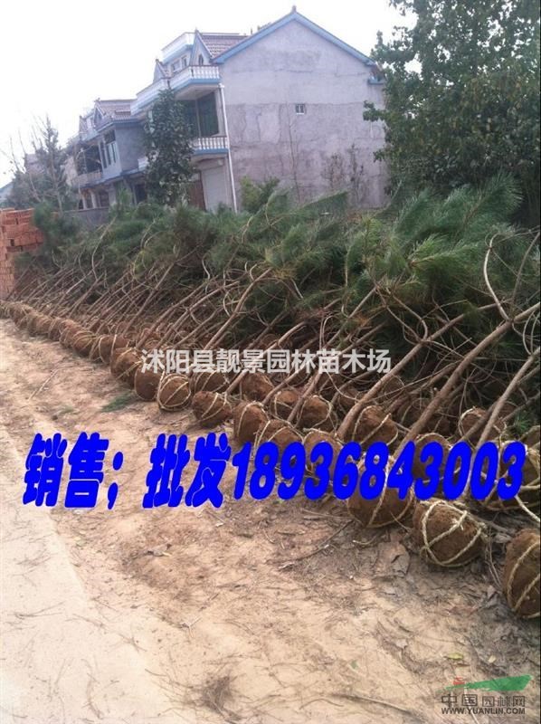 黑松多少钱一棵,黑松哪里有卖,黑松全国最低价格