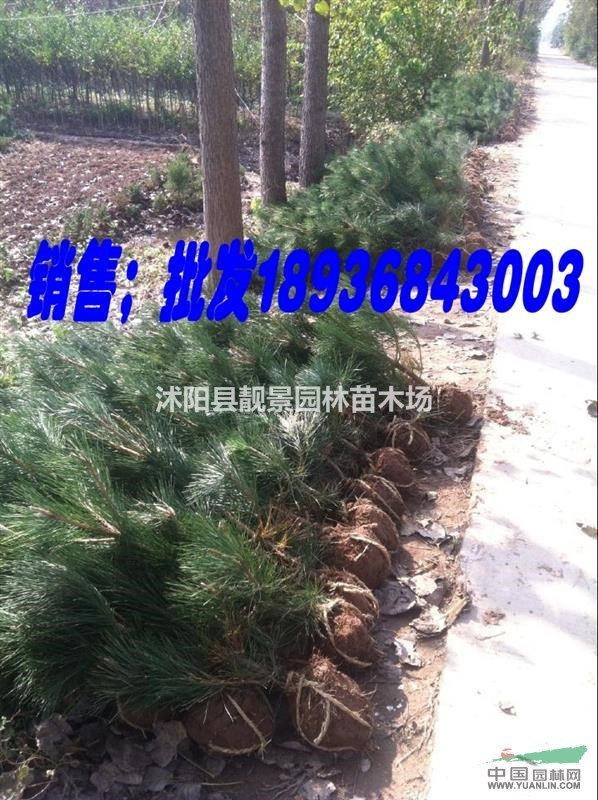 黑松多少钱一棵,黑松哪里有卖,黑松全国最低价格