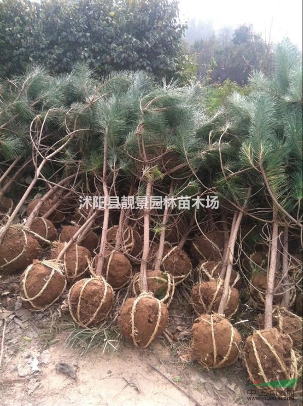 黑松多少钱一棵,黑松哪里有卖,黑松全国最低价格