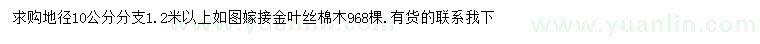 求購(gòu)地徑10公分嫁接金葉絲棉木