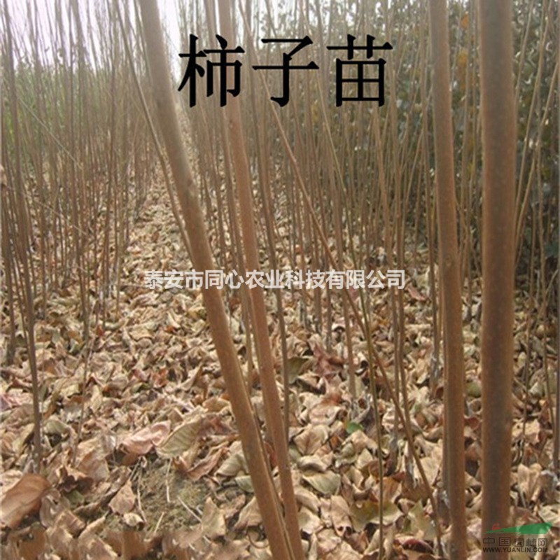 甜柿子苗 品種柿子苗 次郎 陽(yáng)豐柿子苗