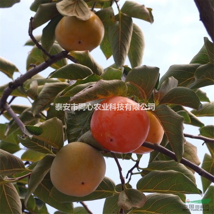 甜柿子苗 品種柿子苗 次郎 陽(yáng)豐柿子苗