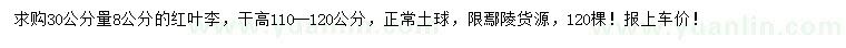 求購30公分量8公分紅葉李