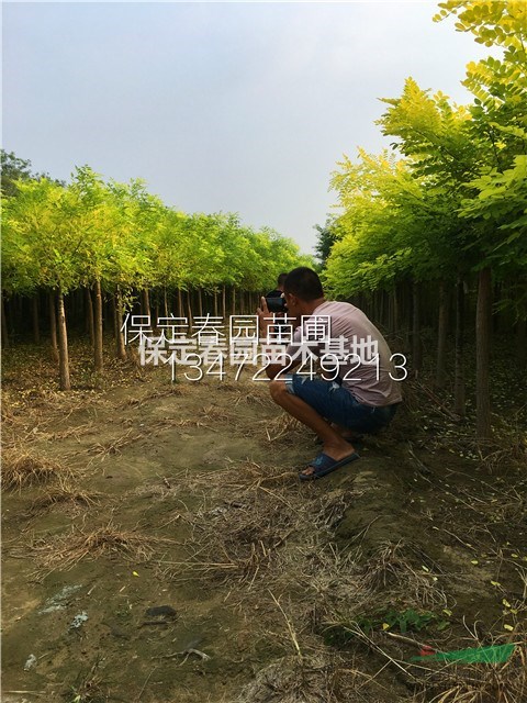 河北金葉榆.河北金枝槐，河北金葉槐