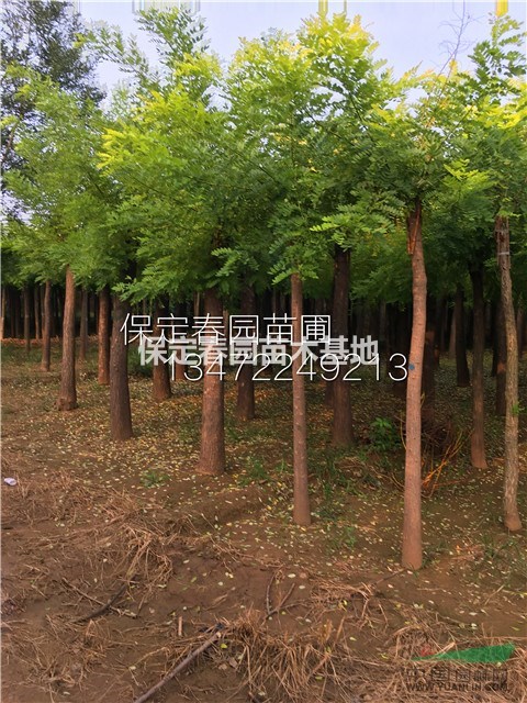 河北金葉榆.河北金枝槐，河北金葉槐