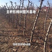 桃樹哪里多？山西哪個地區(qū)種植桃樹的多？6公分桃樹多少錢？