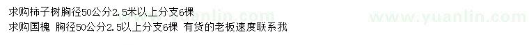 求購(gòu)胸徑70公分柿子樹、50公分國(guó)槐