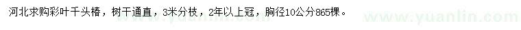 求購(gòu)胸徑10公分彩葉千頭椿