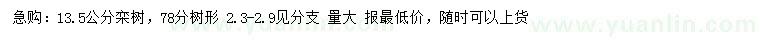 求購13.5公分欒樹