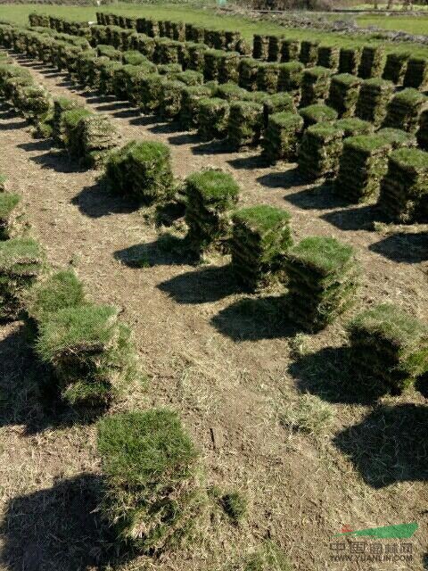 湖南郴州小清草皮基地供應(yīng)馬尼拉 馬尼拉草坪 馬尼拉草