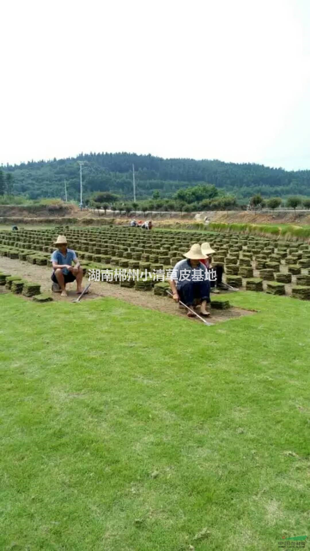 郴州馬尼拉草坪 馬尼拉草皮 馬尼拉供應(yīng) 馬尼拉草坪價(jià)格