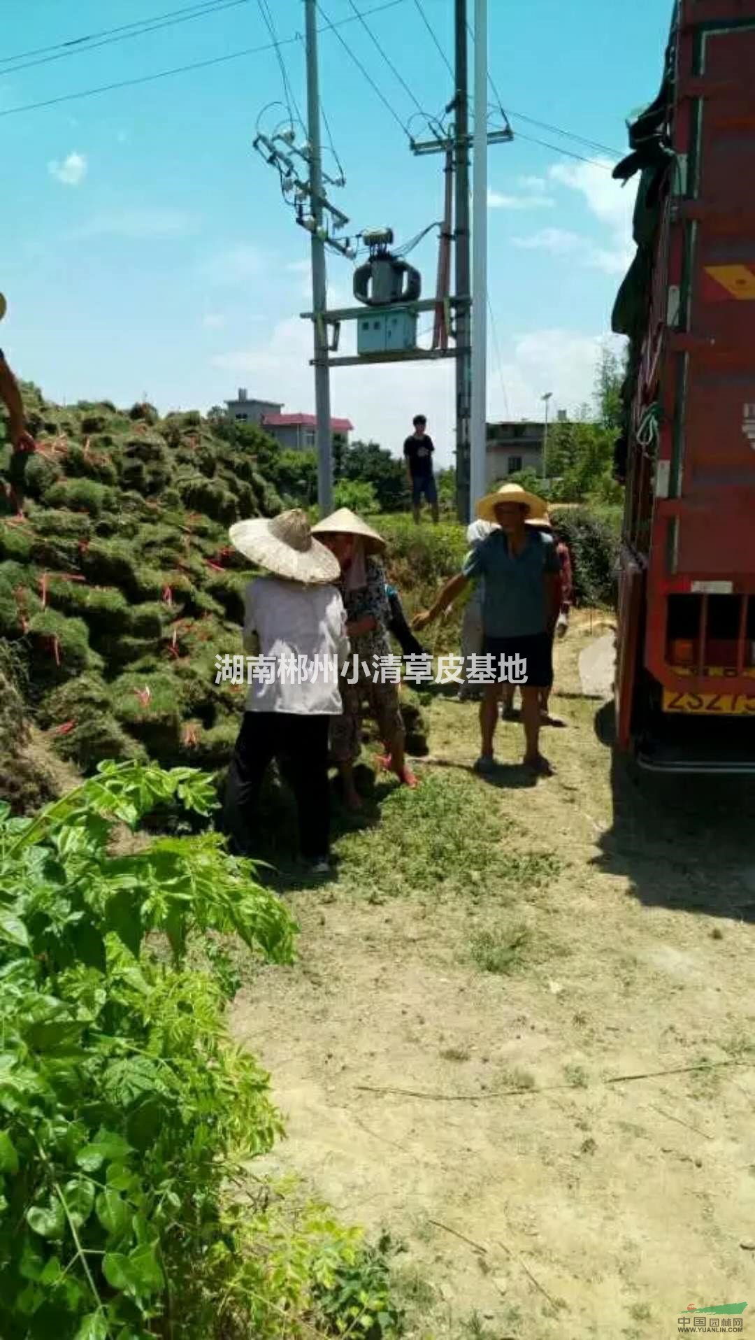 郴州馬尼拉草坪 馬尼拉草皮 馬尼拉供應(yīng) 馬尼拉草坪價(jià)格