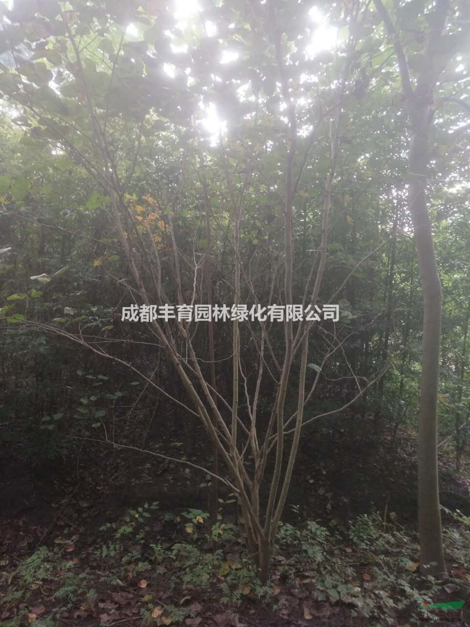 供應(yīng)紫荊花、紫荊花苗、紫荊花小苗、紫荊花工程苗