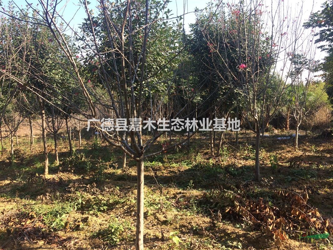 精品北美海棠供應(yīng)