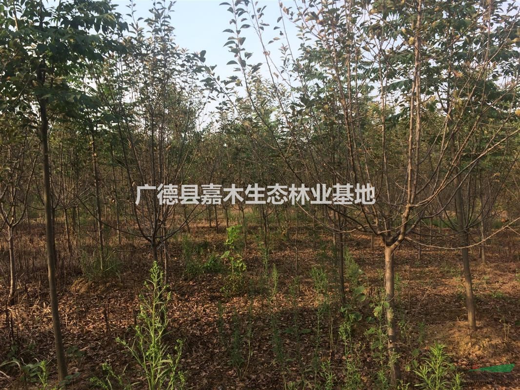 精品北美海棠供應(yīng)