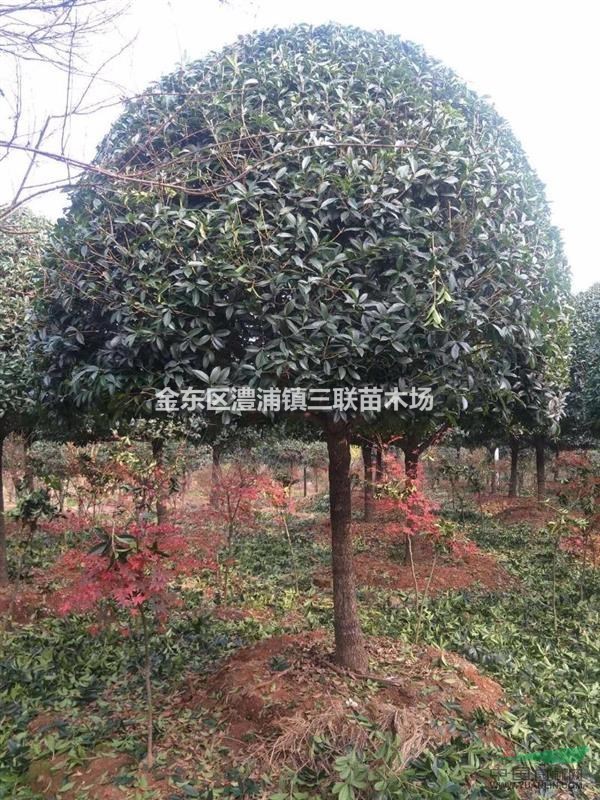 浙江金華澧浦供應(yīng)高桿精品桂花