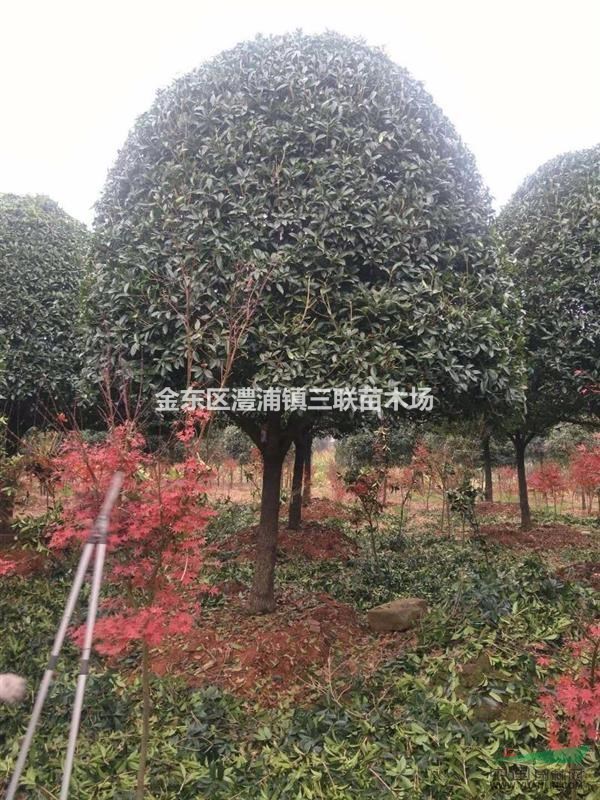 浙江金華澧浦供應(yīng)高桿精品桂花