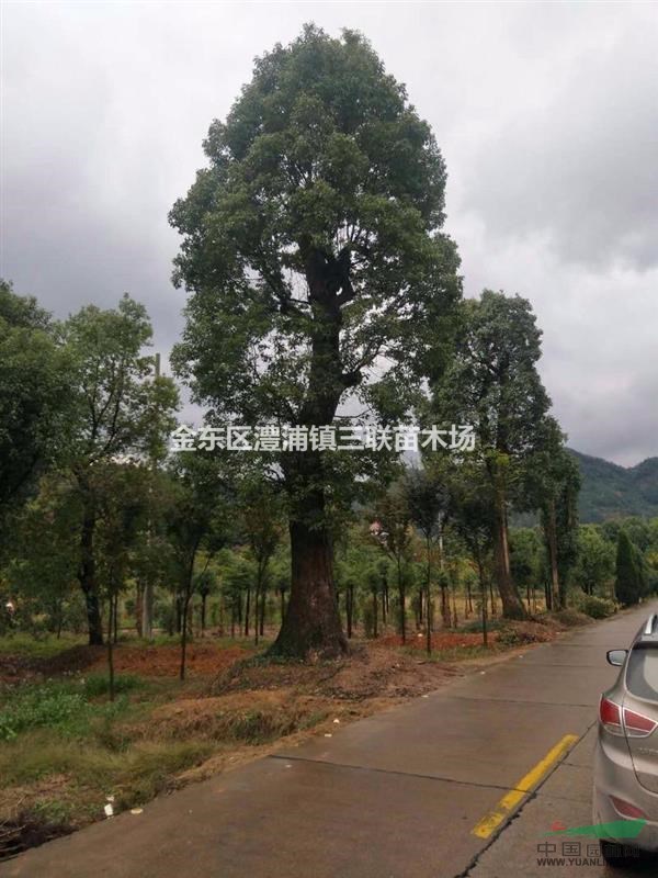 浙江金華澧浦供應(yīng)大香樟
