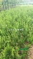花石榴，花石榴报价，花石榴直销