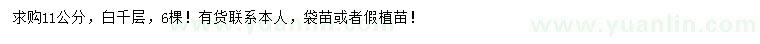 求購11公分白千層