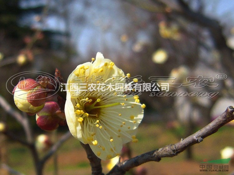 龍巖梅花苗梅花樹梅花基地_曹王黃香梅介紹