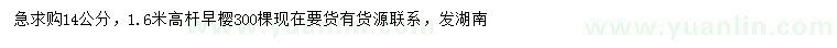 求購14公分高桿早櫻