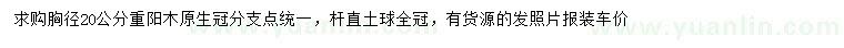 求購胸徑20公分重陽木