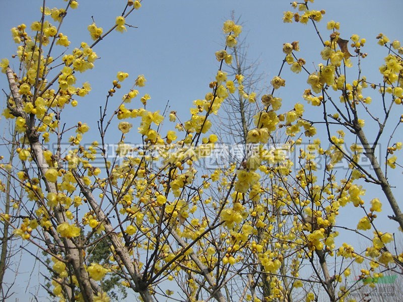 梅花苗梅花樹梅花基地_實(shí)生臘梅介紹