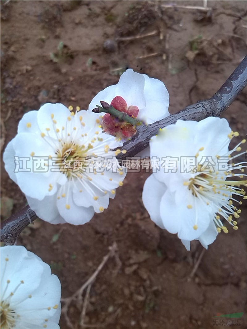 梅花苗梅花樹梅花基地_凝馨梅介紹