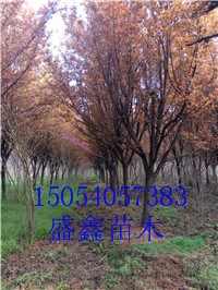 19公分垂柳批發(fā)價(jià)格