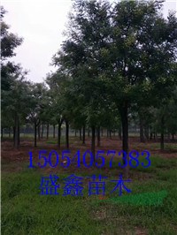 19公分垂柳批發(fā)價(jià)格