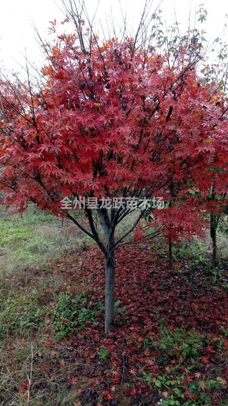 廣西省桂林市全州龍躍苗木供應(yīng)桂花，銀杏，紅楓,