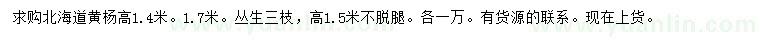 求購高1.4米北海道黃楊