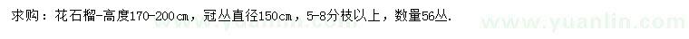 求購高170-200公分花石榴
