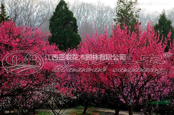 梅花苗梅花樹(shù)梅花基地_骨紅朱砂梅介紹