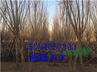 15公分白蠟價(jià)格行情