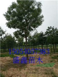 28公分白蠟哪里便宜